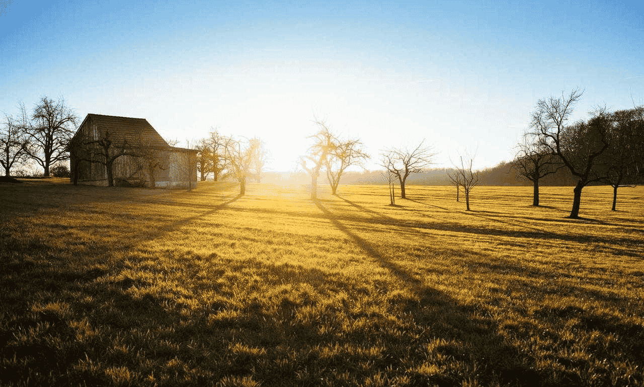 Peaceful sunrise over a countryside field with golden morning light and trees